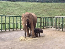 Cab&aacute;rceno consolida su liderazgo en reproducci&oacute;n de elefante africano con el nacimiento de su 23&ordm; ejemplar