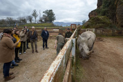 Cab&aacute;rceno incorpora una nueva hembra de rinoceronte blanco a su grupo reproductor