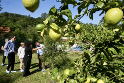 Cantabria trabajar&aacute; para conseguir la IGP para el lim&oacute;n de Novales