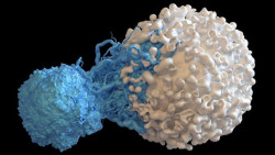 Cient&iacute;ficos descubren un nuevo "soldado" para mejorar la inmunoterapia contra el c&aacute;ncer