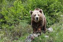 CyL coloca un collar a un oso pardo de la Monta&ntilde;a Palentina para su seguimiento por geolocalizaci&oacute;n
