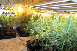 Desmantelan una plantaci&oacute;n de marihuana en el s&oacute;tano de una vivienda de Sierrapando (Torrelavega)