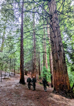 Ecologistas en Acci&oacute;n denuncia el deterioro del Monte de Secuoyas de Cabez&oacute;n ante la gran afluencia de visitantes