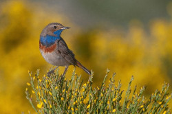 El gorri&oacute;n alpino, el treparriscos y el ruise&ntilde;or pechiazul, candidatas a Ave del A&ntilde;o 2025 por SEO/BirdLife