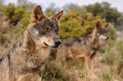El lobo y el oso no tienen por qu&eacute; ser una baza pol&iacute;tica, que ya lo empiezan a ser.  Por Carlos Magdalena