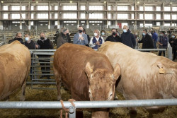 El Mercado Nacional de Ganados mejora sus instalaciones para reforzar su actividad