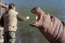 El nacimiento de un hipop&oacute;tamo en Cab&aacute;rceno posiciona al parque como referente en la conservaci&oacute;n de la especie