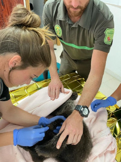 El osezno encontrado en mayo  se recupera en Cantabria a la espera de su vuelta a Le&oacute;n