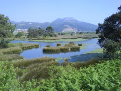 El Parque de las Marismas de Santo&ntilde;a acoger&aacute; el XVI Festival de la Migraci&oacute;n de las Aves del 15 al 17