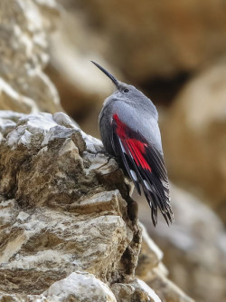 El treparriscos, elegido como Ave del A&ntilde;o 2025 de SEO/BirdLife por votaci&oacute;n popular