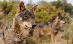 El TSJC rechaza tambi&eacute;n la petici&oacute;n de WWF de suspender el cupo para la extracci&oacute;n de 41 lobos en Cantabria