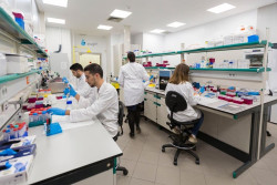 Hallan en el laboratorio las c&eacute;lulas inmunitarias que causan infartos potencialmente mortales