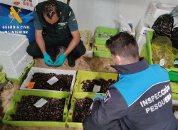 Intervenidos m&aacute;s de 30 kilos de percebe ilegal en una pescader&iacute;a de Castro Urdiales