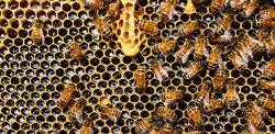 Investigadores en C-LM participan en un proyecto europeo para conseguir abejas "resistentes" al cambio clim&aacute;tico