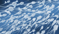 Investigadores restan validez a las interpretaciones alarmistas por el descenso del recuento de espermatozoides