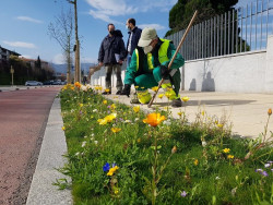 La avenida Fernando Arce de Torrelavega luce una pradera florida en su alcorque gracias a un proyecto del Serca