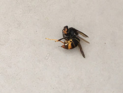 La avispa asi&aacute;tica y la garcilla