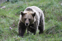 La FOP ve en el oso "un activo econ&oacute;mico a cuidar": puede ser un "complemento" tur&iacute;stico