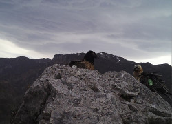La Fundaci&oacute;n Quebrantahuesos confirma la segunda pareja reproductora en Picos de Europa
