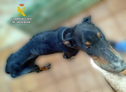 La Guardia Civil salva a un perro en estado de extrema desnutrici&oacute;n en Torrelavega