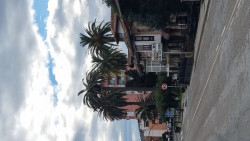 La plaga del picudo rojo afecta ya a "zonas emblem&aacute;ticas" de Pi&eacute;lagos