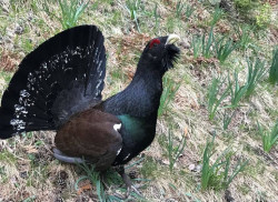 La poblaci&oacute;n de urogallo cant&aacute;brico asciende a 209 ejemplares en 2024, un 8 por ciento m&aacute;s que hace cinco a&ntilde;os