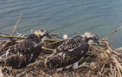 Las dos &aacute;guilas pescadoras que nacieron este a&ntilde;o en la bah&iacute;a de Santander emprenden viaje al sur