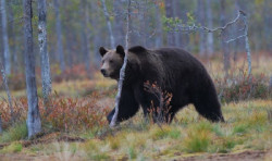 Las hembras de oso pardo son m&aacute;s activas a la hora de buscar pareja de lo que se cre&iacute;a hasta ahora, seg&uacute;n el MNCN