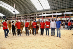M&aacute;s de 90 de 21 ganader&iacute;as participan en el X Concurso Regional de Raza Limus&iacute;n