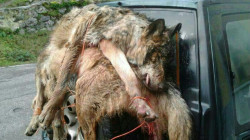 Ministerio afirma que las CCA podr&aacute;n controlar los cupos del lobo luego no se entiende la pol&eacute;mica  