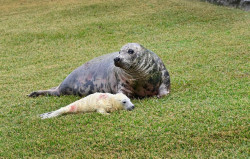 Nace una cr&iacute;a de foca gris en el minizoo de La Magdalena