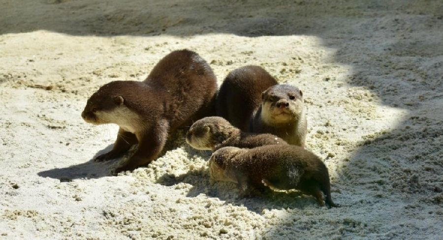 Nacen por primera vez en el Ecomuseo Fluviarium de Li&eacute;rganes dos nutrias enanas