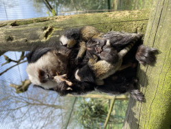 Nacen trillizos de tit&iacute; de Geoffroy en el Zoo de Santillana