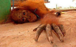 Pony: s&iacute;mbolo de las orangutanes violadas por humanos