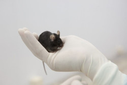 Prueban con &eacute;xito en ratones una vacuna de ARNm para la inmunoterapia contra el c&aacute;ncer