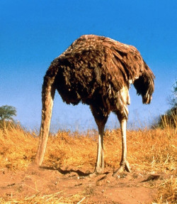 &iexcl;Que viene el Coco!