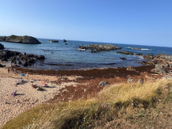 Recogidas 6.500 toneladas de alga asi&aacute;tica en Noja y Berria y la retirada sigue con medios municipales