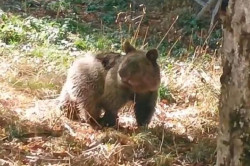 Reintroducida en el medio natural la osezna Alba tras tres meses de recuperaci&oacute;n en Cantabria