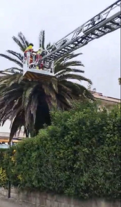 Rescatado un gato que llevaba varios d&iacute;as atrapado en una palmera en Noja