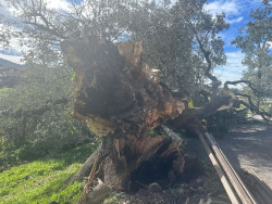 Se cae la encina centenaria de San Juli&aacute;n de Zurita, &aacute;rbol singular de Cantabria
