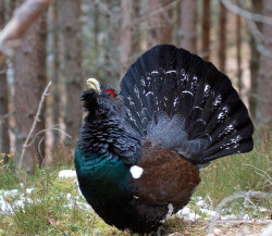 Se debate la posibilidad de la reintroducci&oacute;n del  urogallo cant&aacute;brico conforme un estudio