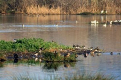 SEO/BirdLife celebra su 70 aniversario en la Reserva Ornitol&oacute;gica de las Marismas de Astillero
