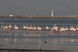 SEO/BirdLife conmemora el D&iacute;a de los Humedales con un centenar de eventos por toda Espa&ntilde;a este fin de semana