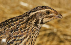 SEO/BirdLife pide prohibir cazar aves en declive como t&oacute;rtola o codorniz, mientras cazadores defienden su "buen estado"