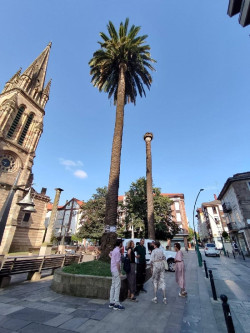 Torrelavega aplicar&aacute; tratamiento contra el picudo rojo en 47 palmeras hasta diciembre y por las noches