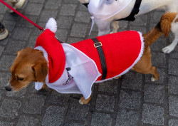 Torrelavega celebra su Carnaval de Mascotas con desfile y premios a los mejores disfraces