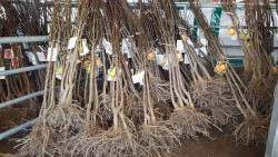 Torrelavega inicia el reparto de 4.420 ejemplares de la campa&ntilde;a del &aacute;rbol