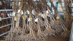 Torrelavega inicia el reparto de los 2.345 &aacute;rboles solicitados en la Campa&ntilde;a 2026