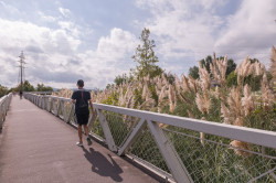 Torrelavega recibe una subvenci&oacute;n de 10.000 euros para el control del plumero