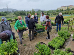Torrelavega reparte 1.000 plantas entre los usuarios de los huertos sostenibles